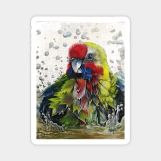 Australian Rosella Bathing Magnet