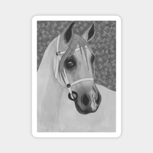 Black and white Arabian horse Magnet