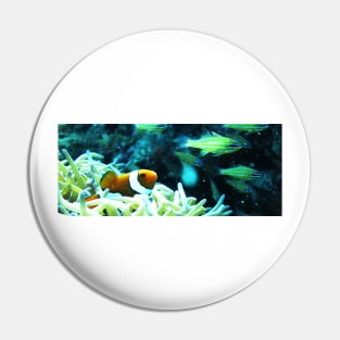 Clownfish Pin