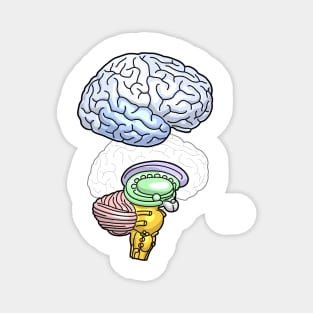 Human Brain Anatomy Illustration Magnet