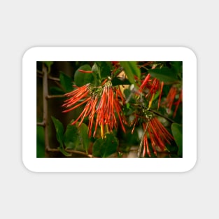 clb red foliage Magnet