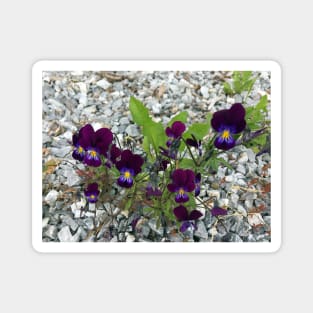 Violets and Gravel Magnet