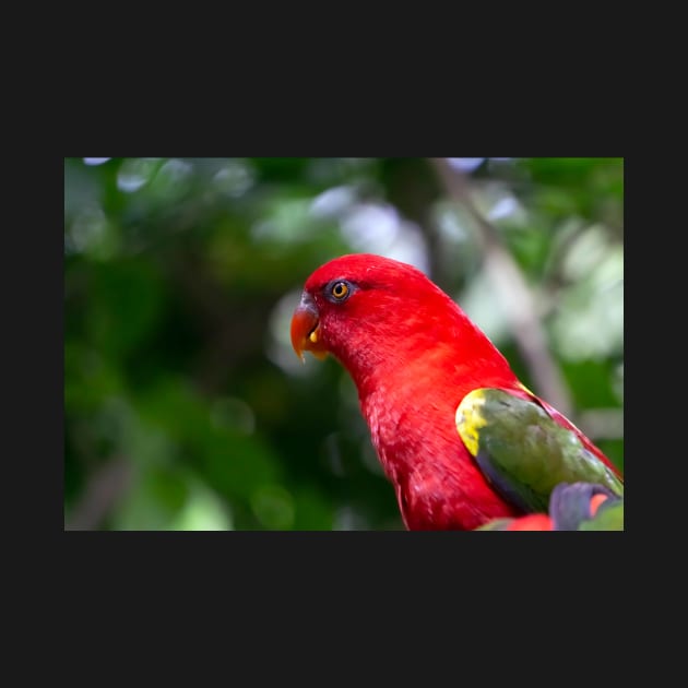 Red Macaw by likbatonboot