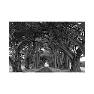 Point Reyes Black And White Cypress Tunnel T-Shirt