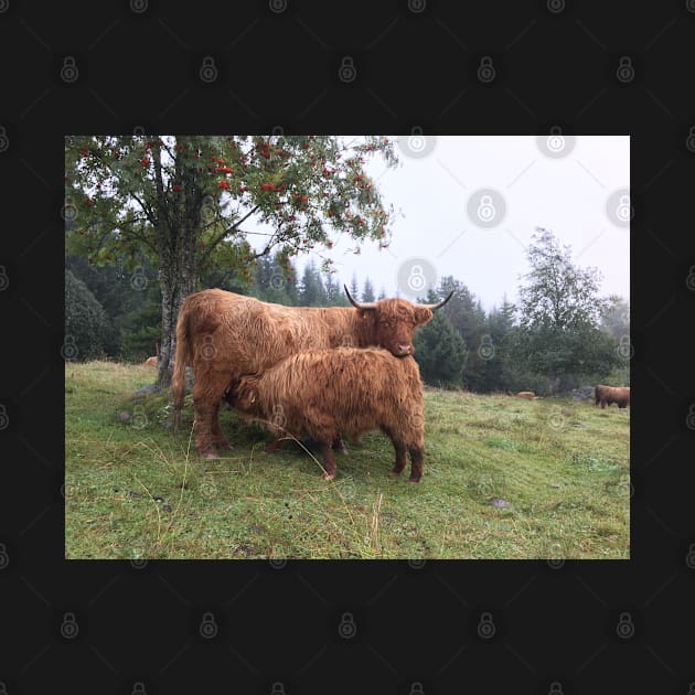 Scottish Highland Cattle Cow and Calf 1534 by SaarelaHighland