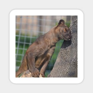 Fossa Magnet