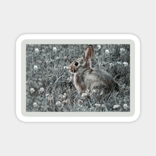 Bunny and Clover 1-3 Magnet