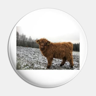 Scottish Highland Cattle Calf 1852 Pin