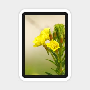 Yellow Wildflowers Magnet