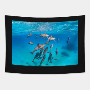 Spinner dolphins pod playing Tapestry