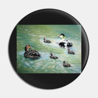 Eiders in family Pin