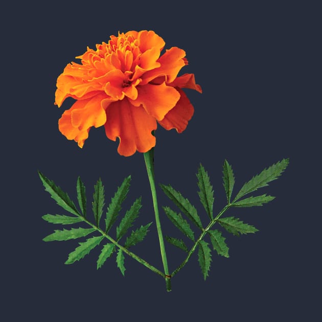 Marigolds - Orange Marigold by SusanSavad