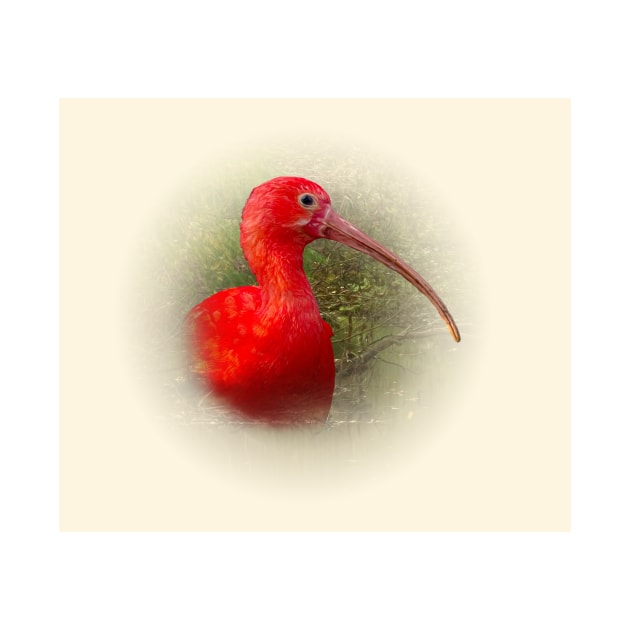 Scarlet ibis by Guardi