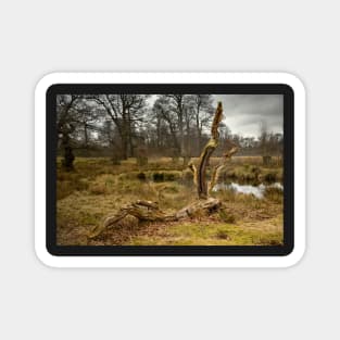 Dunham Massey - A dead tree Magnet