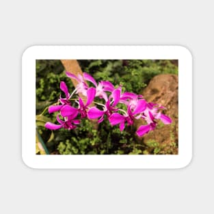 Purple orchid Magnet