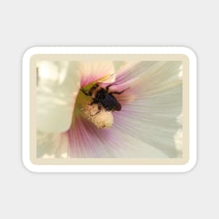 Bee bum Magnet