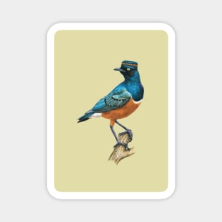 Superb starling Magnet