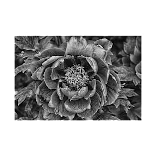 Peony In Black And White T-Shirt