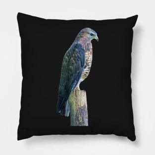 Perigrine Falcon Pillow