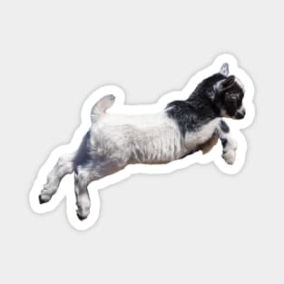 Jumping Baby Goat Magnet