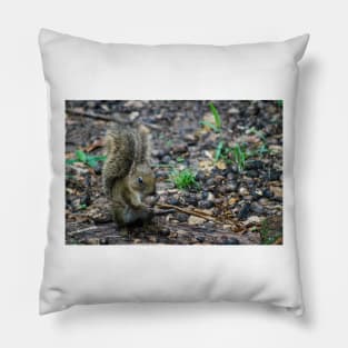 obs squirrel Pillow