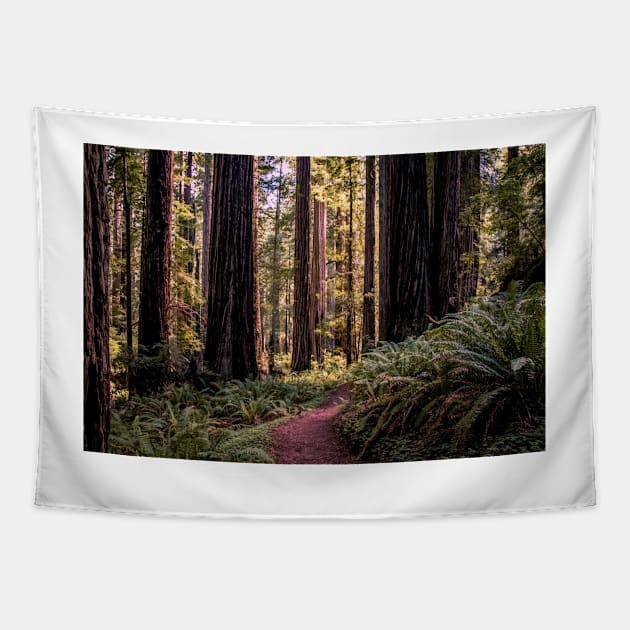 A walk in the redwoods Tapestry by blossomcophoto