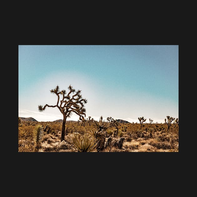 Joshua Tree National Park, California by Gestalt Imagery