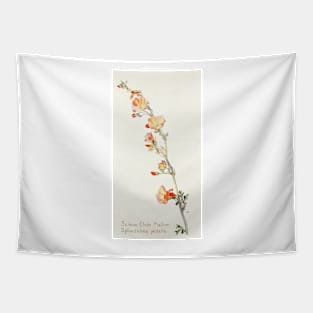 Munro's Globemallow - Botanical Illustration Tapestry