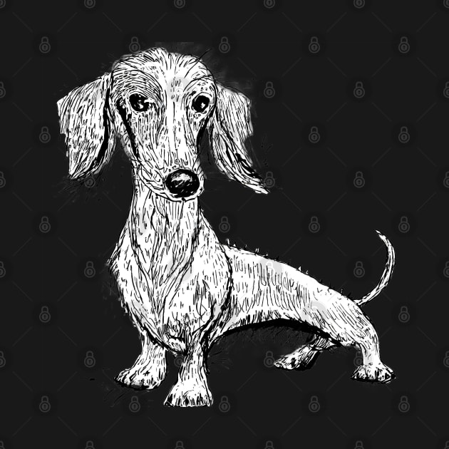 Cute dachshund by Salogwyn