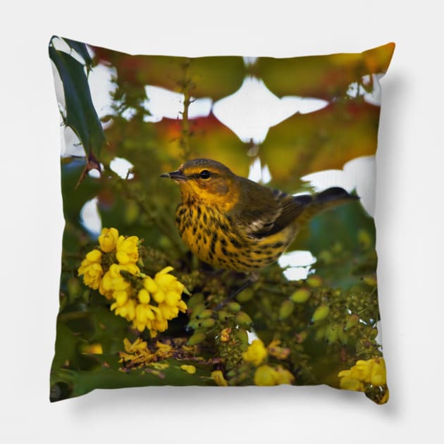 Cape May Warbler with Flowering Mahonia Pillow by walkswithnature