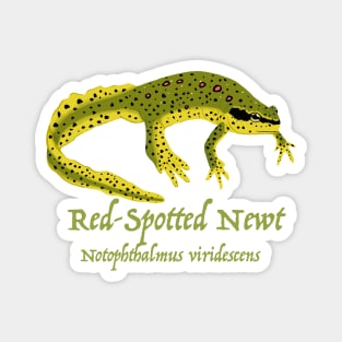 The Eastern, or Red-Spotted Newt Magnet