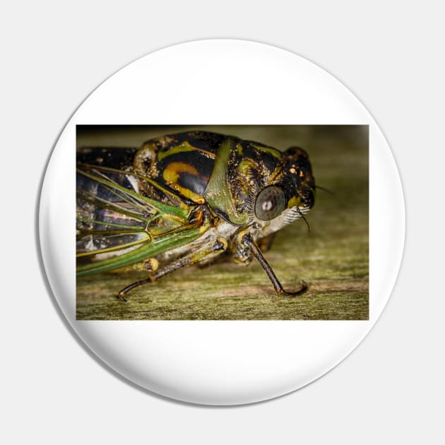 Canadian Cicada 1 Pin by Robert Alsop
