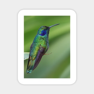 Green Violetear Hummingbird - Costa Rica Magnet