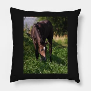 TB COLT Pillow