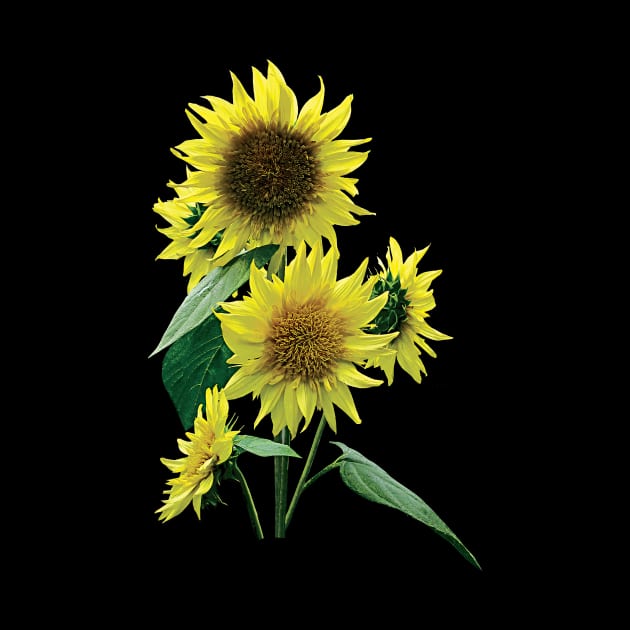 Sunflowers - Group of Sunflowers by SusanSavad