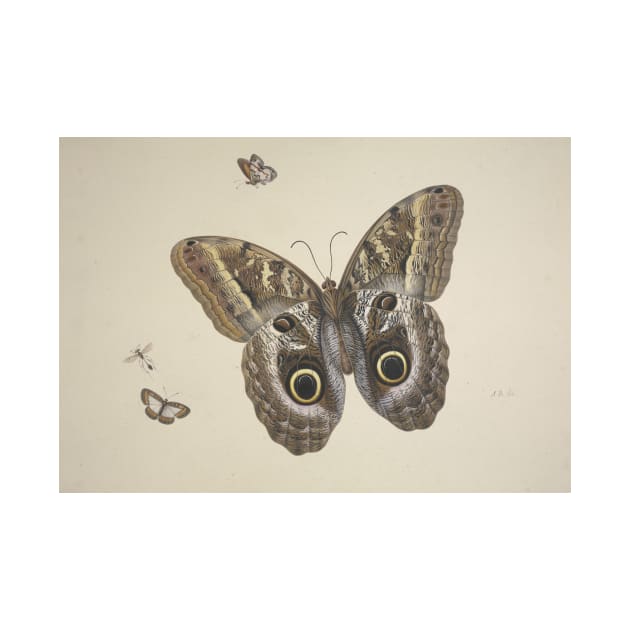 A Large Brown Butterfly, Two Small Ones and an Insect by Herman Henstenburgh by Classic Art Stall