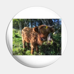 Scottish Highland Cattle Calf 2123 Pin