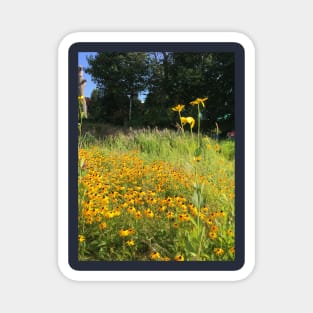 Black Eyed Susans Magnet