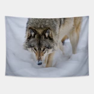 Timber Wolf Tapestry