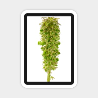 Eucomis bicolor   AGM  Seed heads Magnet