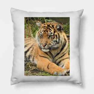 Sumatran Tiger Cub Pillow