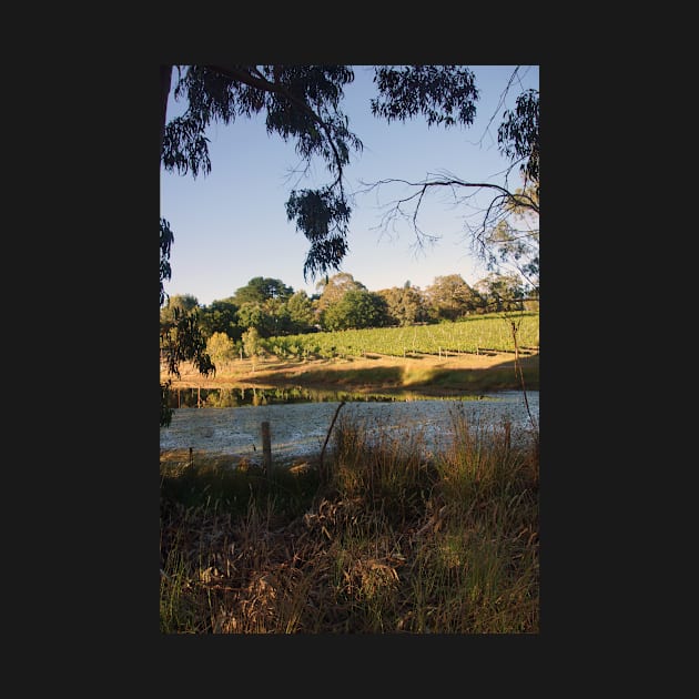 The Pinot Patch - Adelaide Hills - Fleurieu Peninsula - by South Australian artist Avril Thomas by MagpieSprings