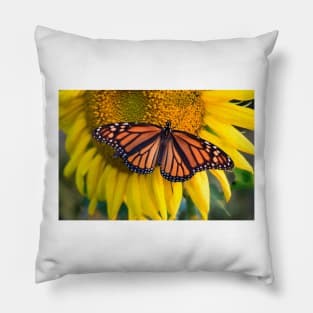 Sunflower and butterfly, Hebron MD USA Pillow