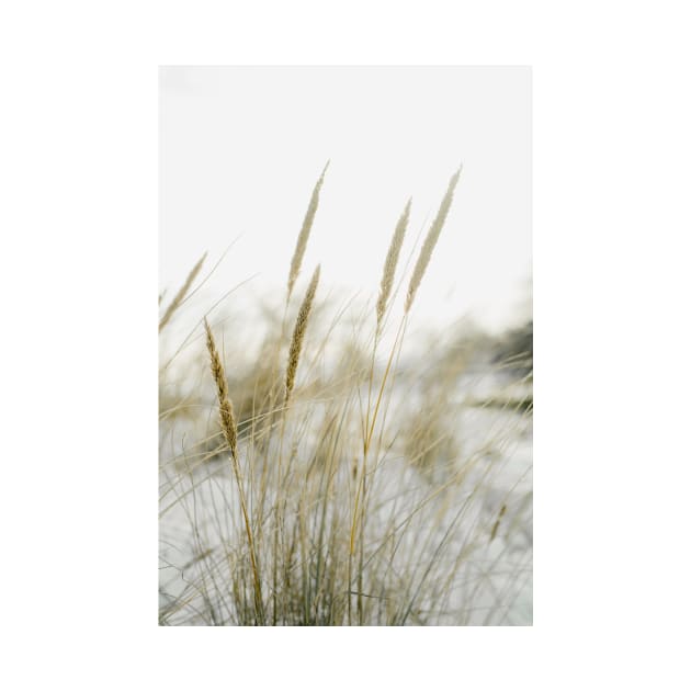 Beach grass in the dunes of the Netherlands by Melissa Peltenburg Travel Photography