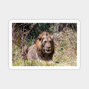 Smiling Lion Big Cat Showing His Teeth Magnet