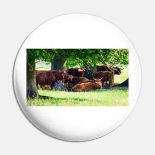 Highland cattle cows family having a rest in the cool shadow under trees Pin