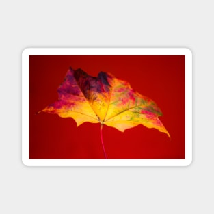 Autumn Maple Leaf Magnet