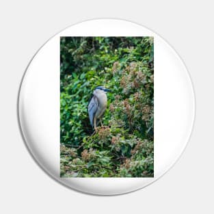 Black crowned night heron in Honolulu 2 Pin