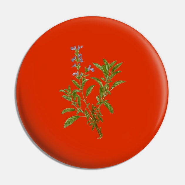 Vintage Garden Sage Botanical Illustration Pin by Holy Rock Design