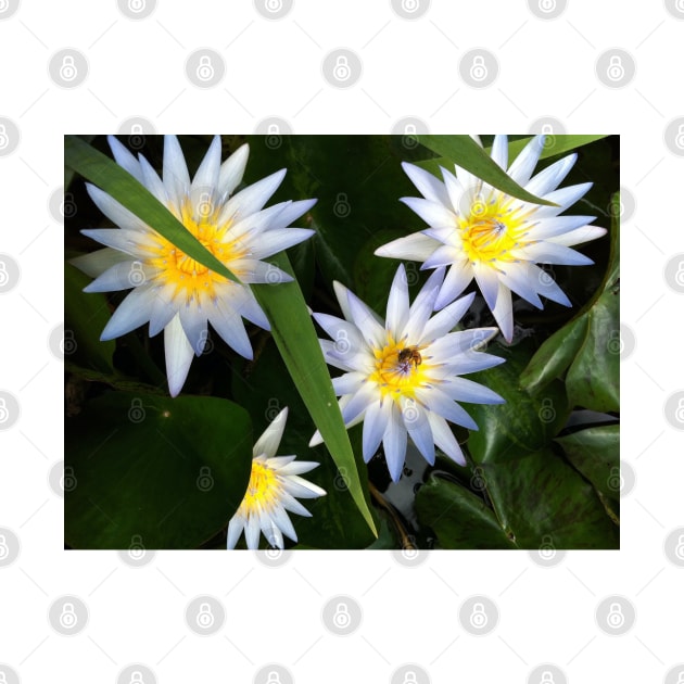 The Tao of the White Hawaiin Lotus by Photomersion